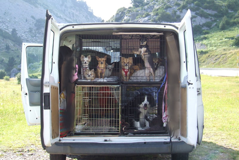 Pet-Transport-Co