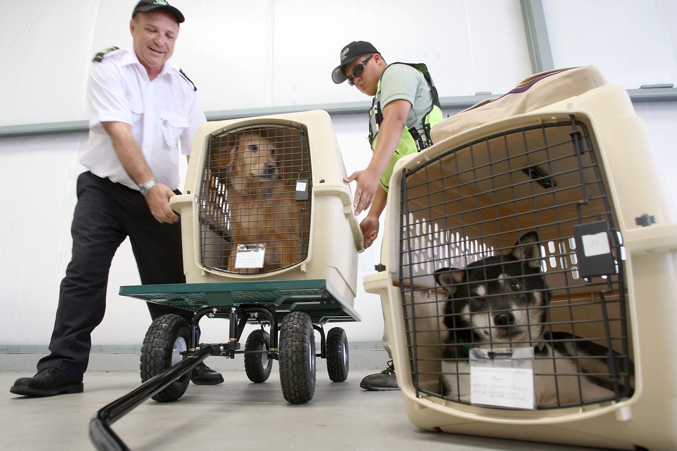 HAWTHORNE, CA - JULY 16:  President and CEO Don Weisel (L) helps load pets for take-off on the southern California maiden voyage of Pet Airways on July 16, 2009 in the Los Angeles-area city of Hawthorne, California. The new pets-only airline will operate out of Denver, Chicago, Washington DC, and New York. Pet Airways, based in Delray Beach, Florida, is operating a 19-passenger Beech 1900 aircraft in partnership with Suburban Air Freight with the seats removed to carry up to 50 pets in animal crates per flight. Despite economic hard times for most U.S. businesses, the airline expects to add service to Boston later this year and expand into 25 cities within two years.  (Photo by David McNew/Getty Images.